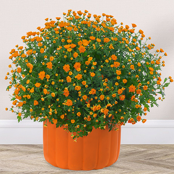 Orange Chrysanthemen im Kürbis-Topf