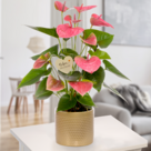 Rosa Anthurie mit Stecker "Schön dass es dich gibt"