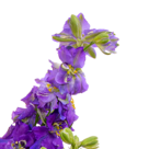 Blumenstrauß Sommergarten mit Vase & Ferrero Raffaello