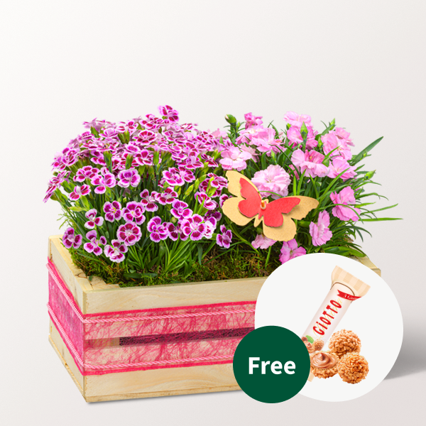 Hearty Greetings in a Wooden Box with 3 Ferrero Giotto