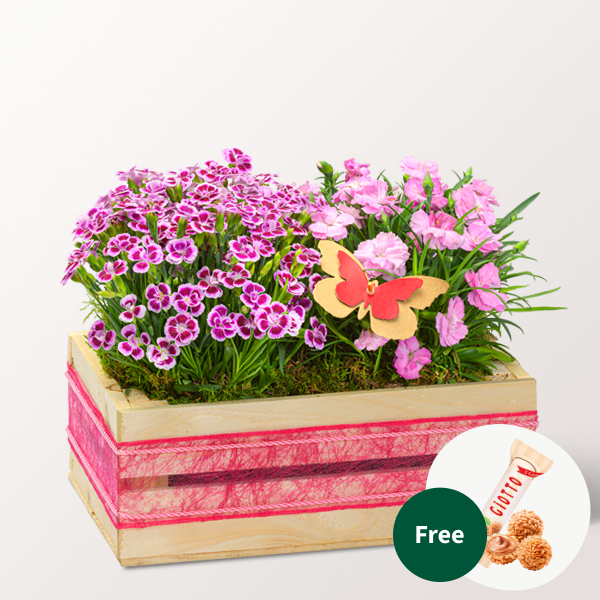 Hearty Greetings in a Wooden Box with 3 Ferrero Giotto