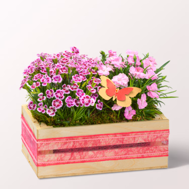 Hearty Greetings in a Wooden Box mit 3 Ferrero Giotto