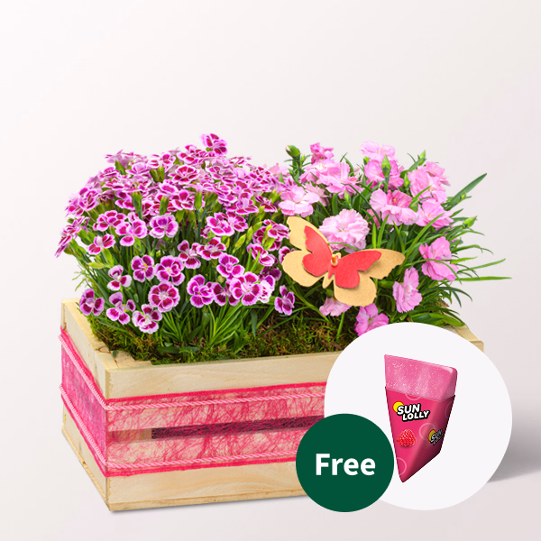Hearty Greetings in a Wooden Box with SunLolly Raspberry