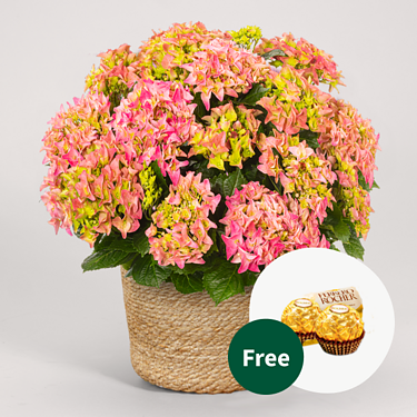 Light Pink Hydrangea in a sea grass basket with 2 Ferrero Rocher