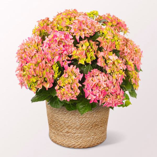 Light Pink Hydrangea in a Sea Grass Basket