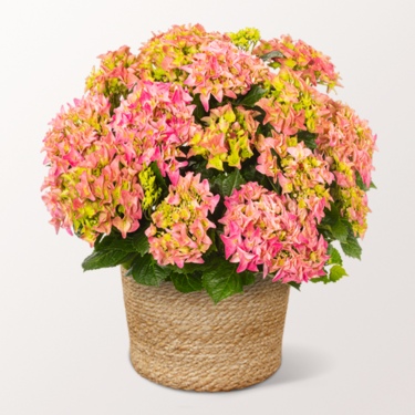 Light Pink Hydrangea in a Sea Grass Basket