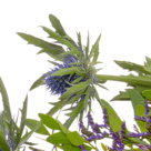Sympathy Bouquet "Verbundenheit"