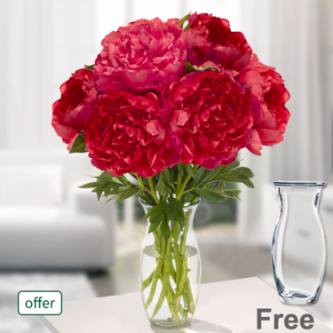 freshly tied Wonderful red peonies in a bunch with Vase