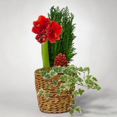 Winter Arrangement in a basket
