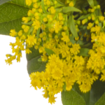 Blumenstrauß Frühlingssonne mit Vase & Ferrero Giotto 3er