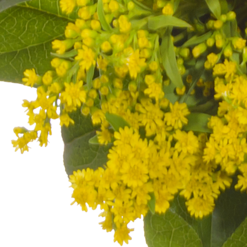 Blumenstrauß Frühlingssonne mit Vase & Ferrero Giotto 3er