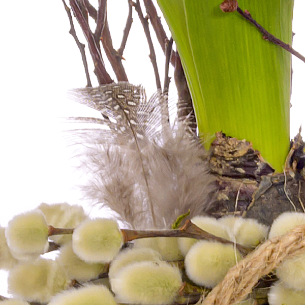 Wunderschöne Hyazinthen im Glas