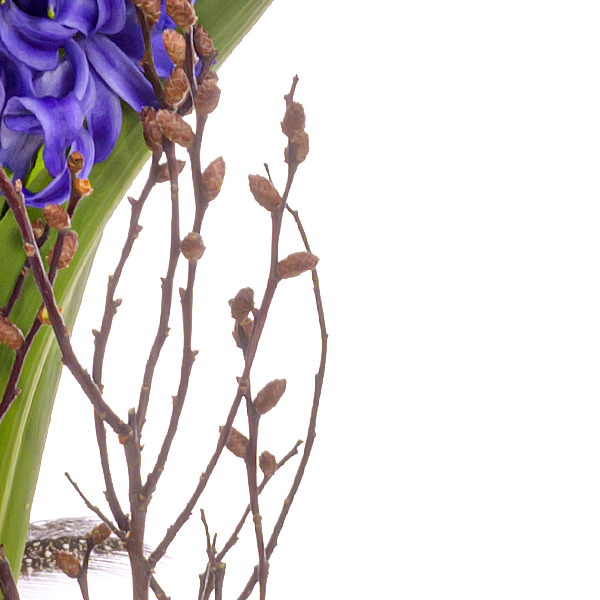 Beautiful Hyacinths in a Jar