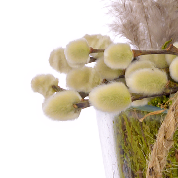 Beautiful Hyacinths in a Jar