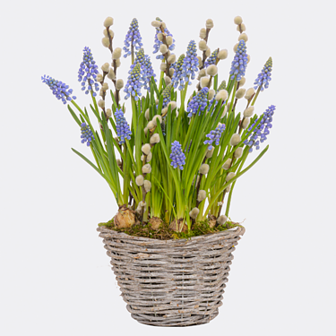 Grape hyacinths in a basket