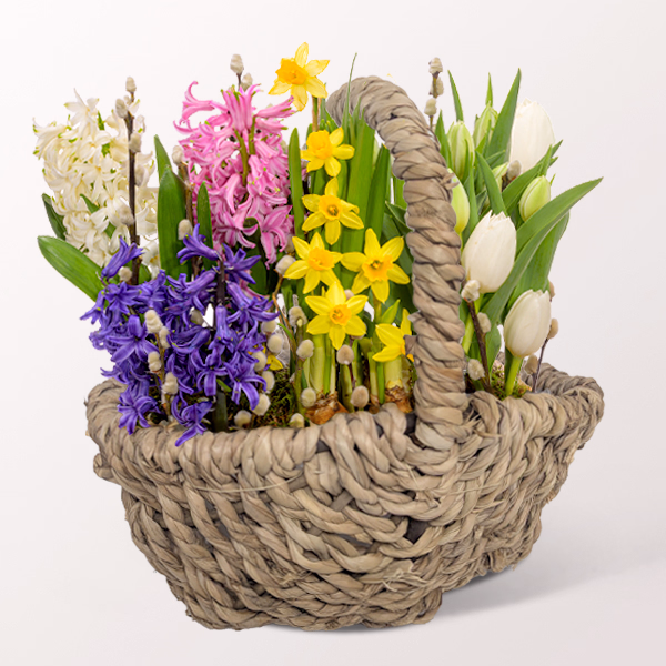 Colourful Mix in Basket