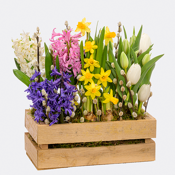 Colourful Mix in wooden box - Send flowers online with
