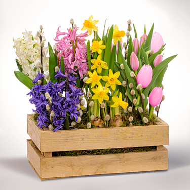 Colourful Mix in wooden box