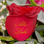 Blumenstrauß „Alles Liebe“ mit Vase & Ferrero Giotto 3er