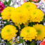 Blumenstrauß Blütenfreude