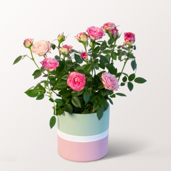 Rose Carousell im hübschen Keramiktopf