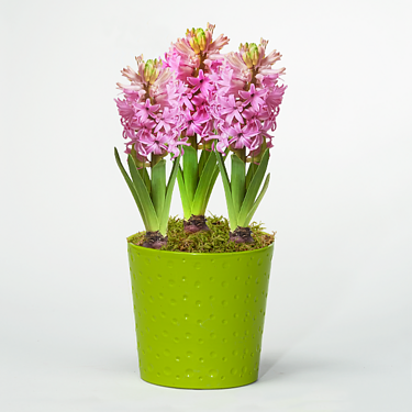 Spring pot with hyacinthes