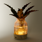 Water Plant Calathea with LED light