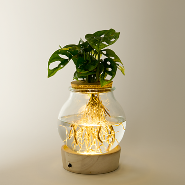 Waterplant Monstera mit LED-Licht