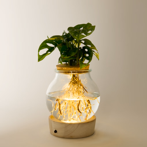 Waterplant Monstera mit LED-Licht