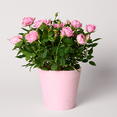 Light Pink Rose in felt pot