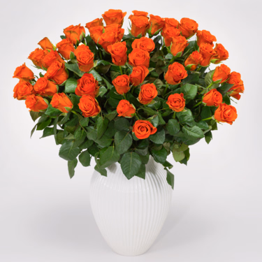 50 orange Fairtrade Rosen im Bund