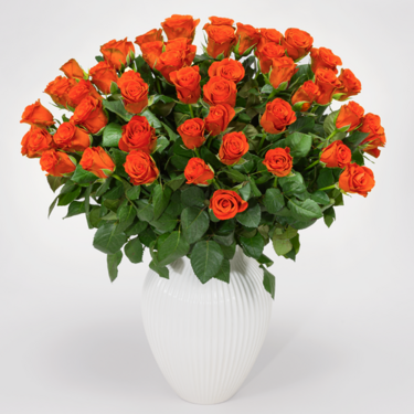 50 orange Fairtrade roses in a bunch with Premium Vase