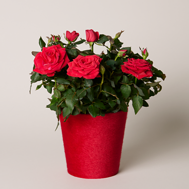 Red Rose in felt pot
