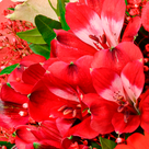 Blumenstrauß Weihnachtsüberraschung mit Vase