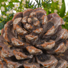 Strauß Wintergruß mit Vase