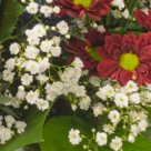 Blumenstrauß Winterbote mit Vase
