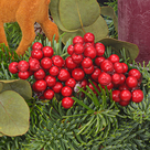 Adventskranz Winter Berry (Ø 30 cm) mit 2 Ferrero Rocher