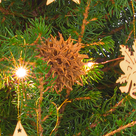 Weihnachtsbaum Wintertanz mit Lichterkette & mit 2 Ferrero Rocher