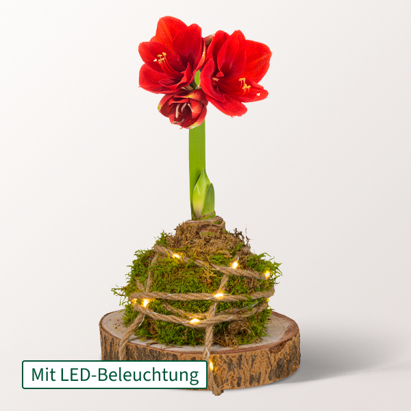 Rotes Amaryllis-Arrangement