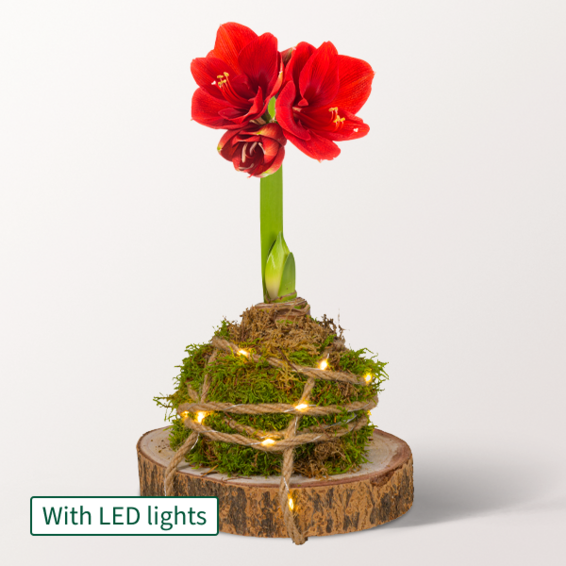 Red Amaryllis Arrangement