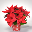 Roter Weihnachtsstern
