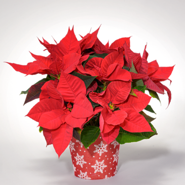 Red Poinsettia