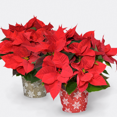 Red Poinsettias