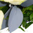 Sympathy Bouquet Letzter Gruß