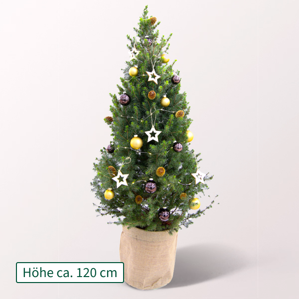 Weihnachtsbaum Goldschimmer mit Lichterkette