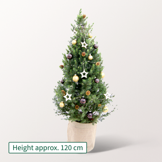 Christmas Tree Goldschimmer with X-Mas lights