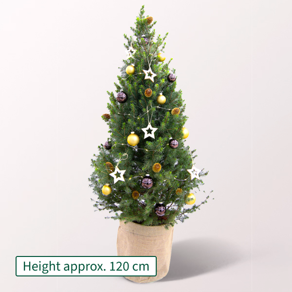 Christmas Tree Goldschimmer with X-Mas lights