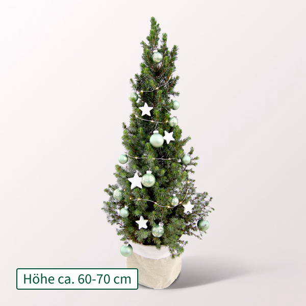 Weihnachtsbaum Sterntaler mit Lichterkette