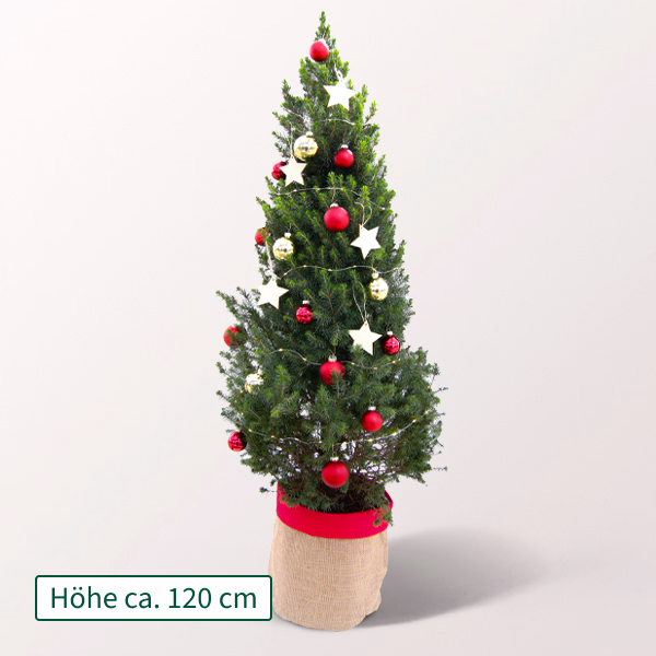 Weihnachtsbaum Weihnachtstraum mit Lichterkette