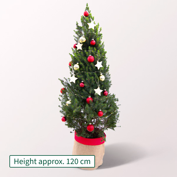 Christmas Tree Weihnachtstraum with X-Mas lights